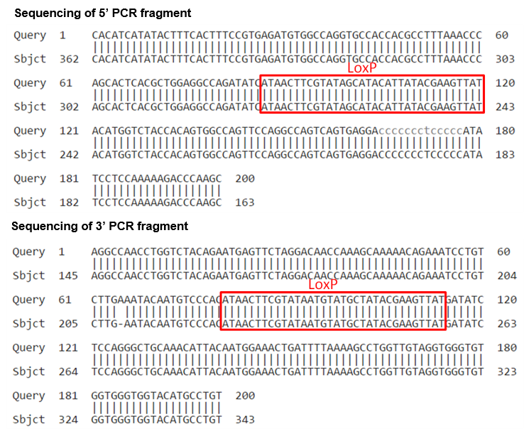 conditional knockout mouse sequencing of PCR fragment