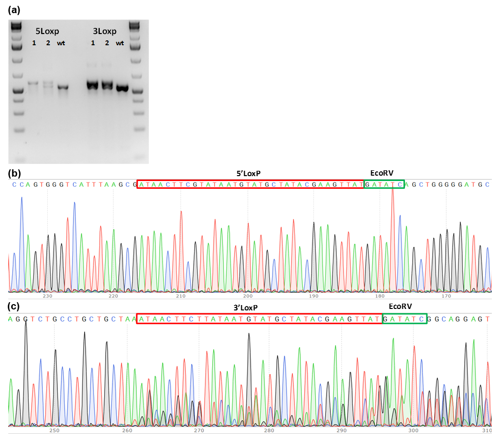 conditional knockout mouse PCR genotype screening of founder mice