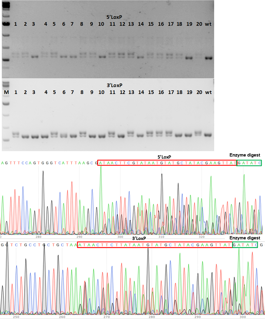conditional knockout mouse PCR genotype screening of F1 CKO mice
