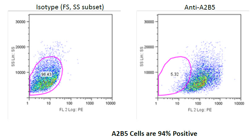 A2B5 cells FACS analysis