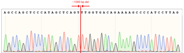 ~1000 bp deletion in the AAVS1 locus - CRISPR iPSC