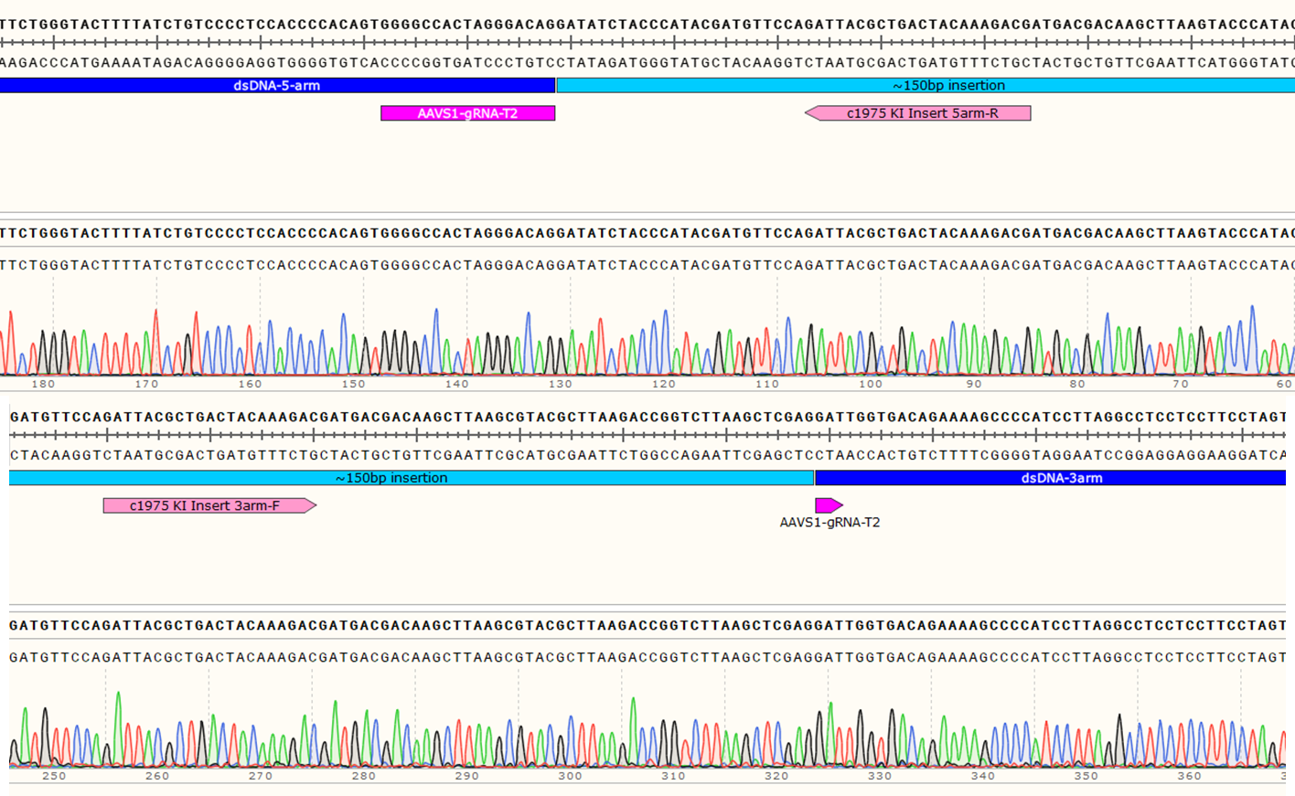Genotyping Positive Clone #21 - 150 bp CRISPR