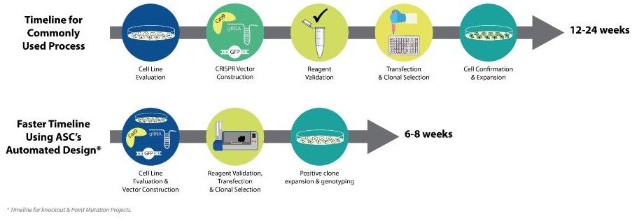 iPSC Genome Editing Service Workflow - Point Mutation