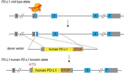 appnote-animalmodel-mouserepository-humanicp-pd-l1-1