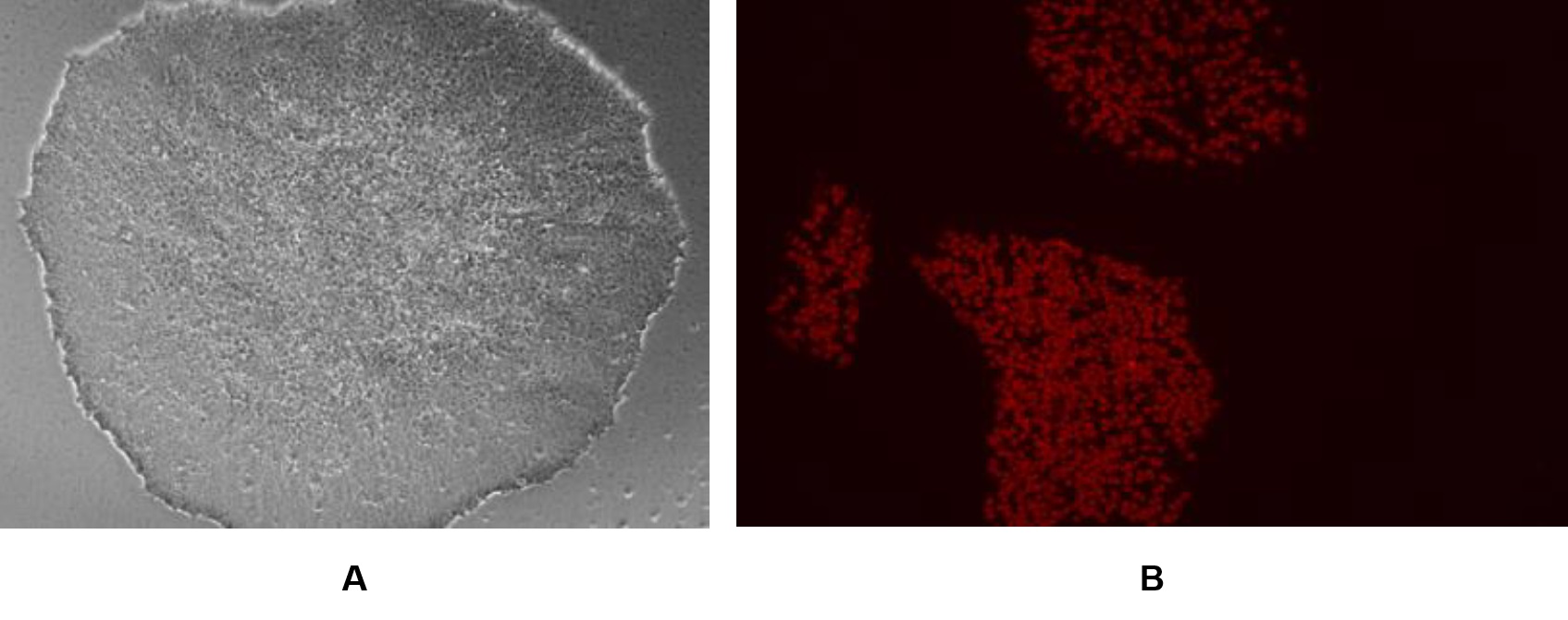 mCherry red image - Knock-in Cell Line- human iPSC line
