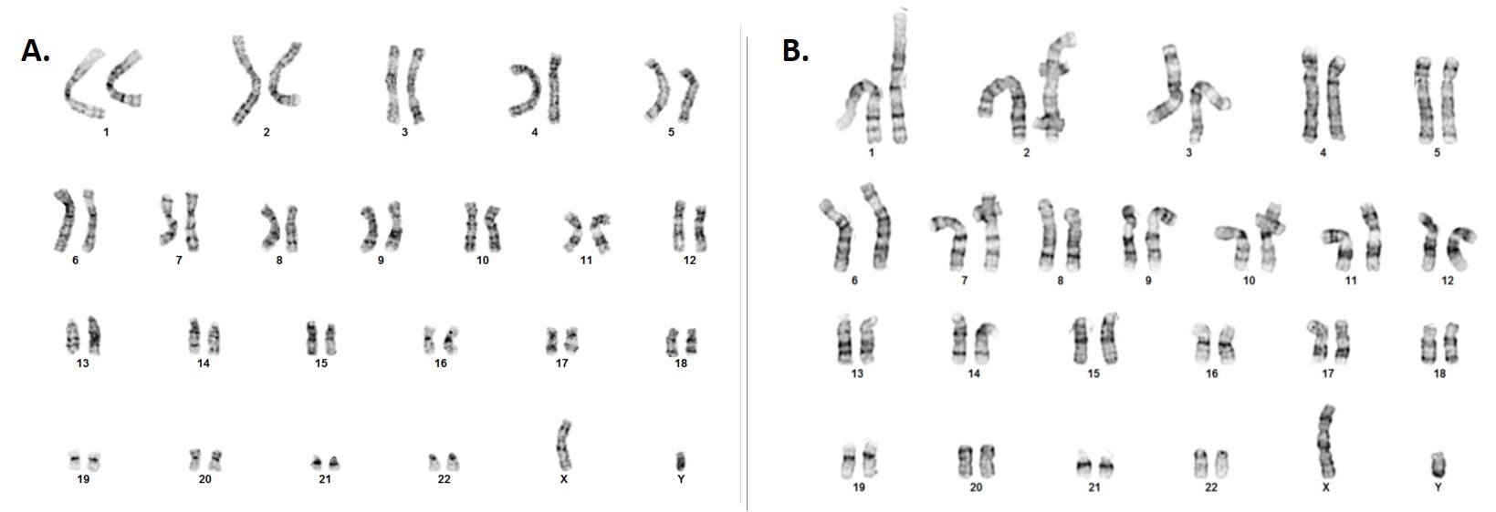 landingpage-asc-6003-gh-karyotype-comparison