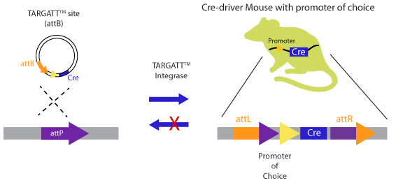 knock in mice engineering of a Cre-driver mouse model