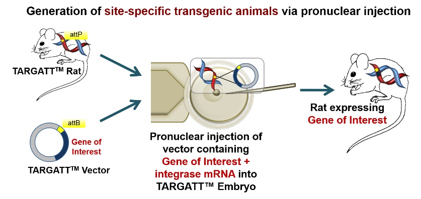 TARGATT-rat-genotyping-1