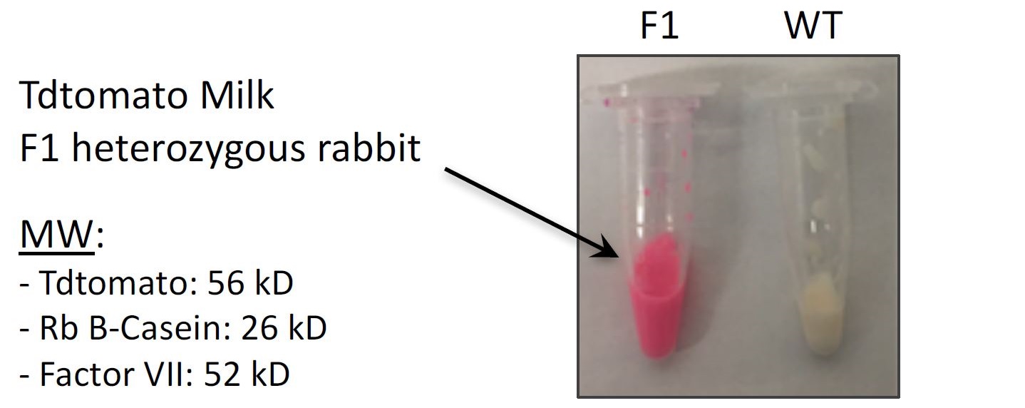 TECHNICAL-bioproduction-rabbit-1