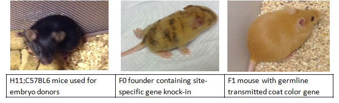 knock in mice coat color gene