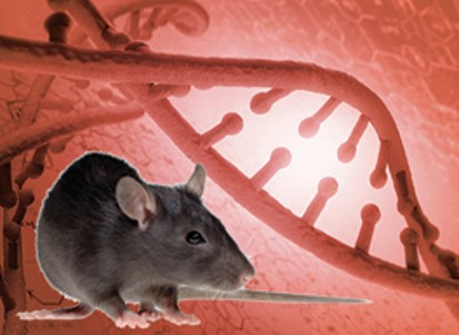 Point Mutation Rat Models